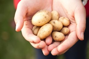 Hands holding freshly harvested potatoes